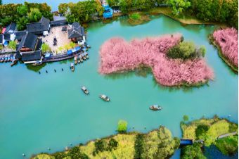 春来沙家浜